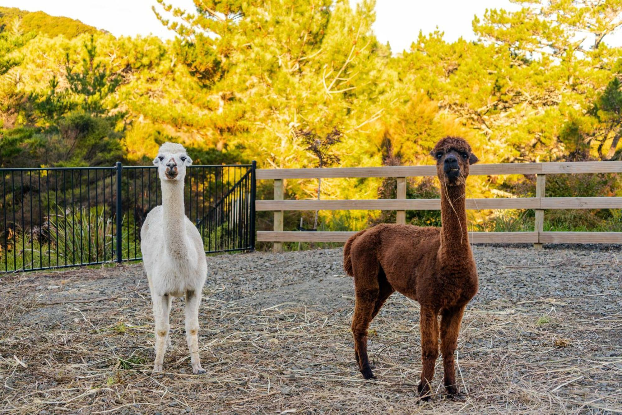 Alpaca Manor Auckland Apartment Luaran gambar