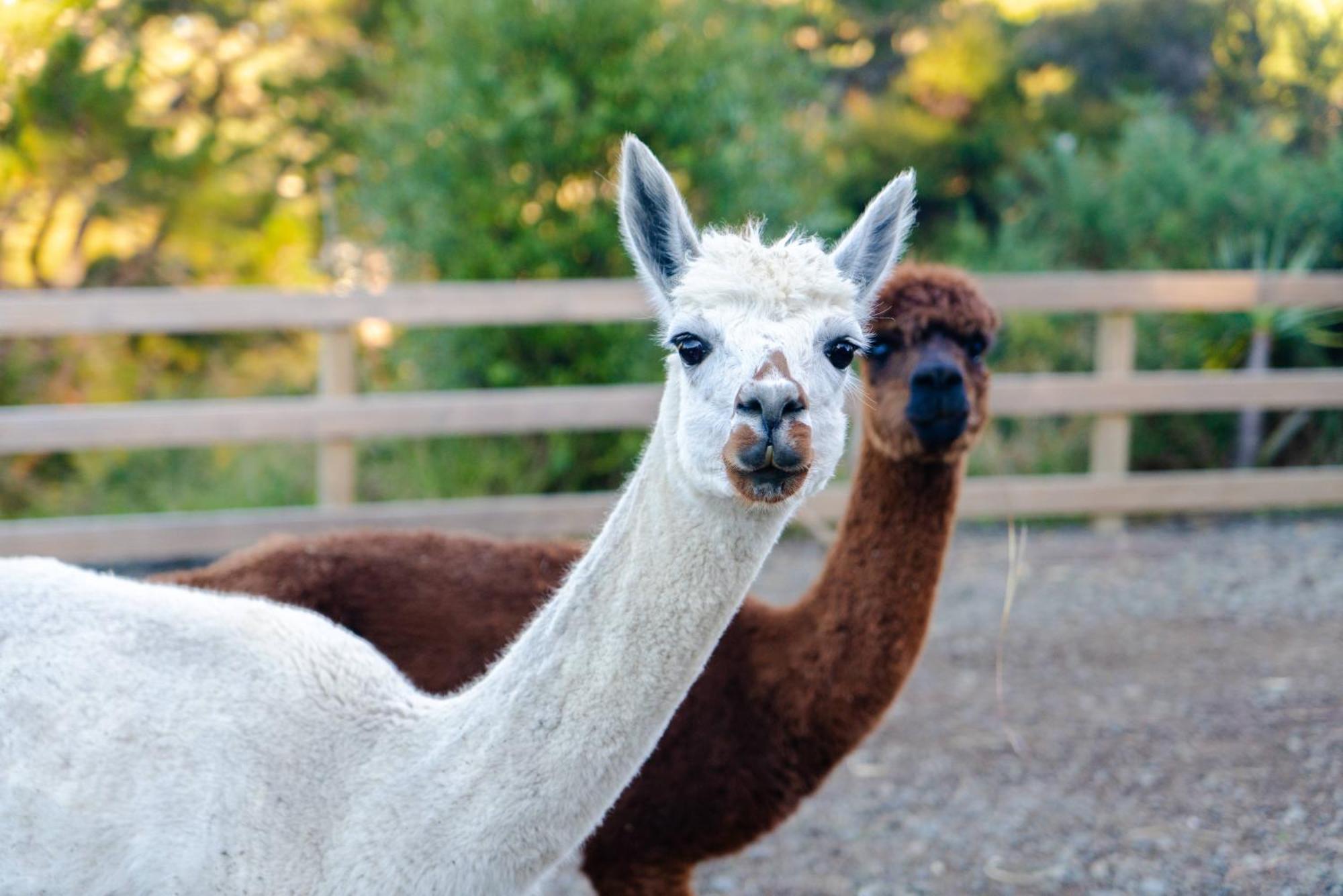 Alpaca Manor Auckland Apartment Luaran gambar