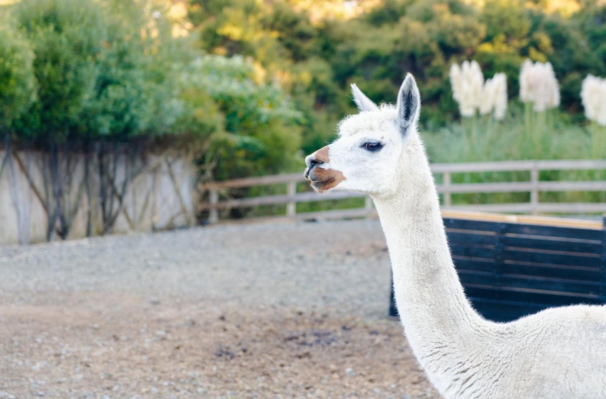 Alpaca Manor Auckland Apartment Luaran gambar