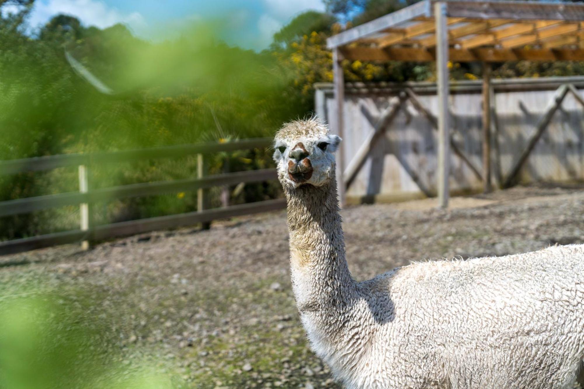 Alpaca Manor Auckland Apartment Luaran gambar